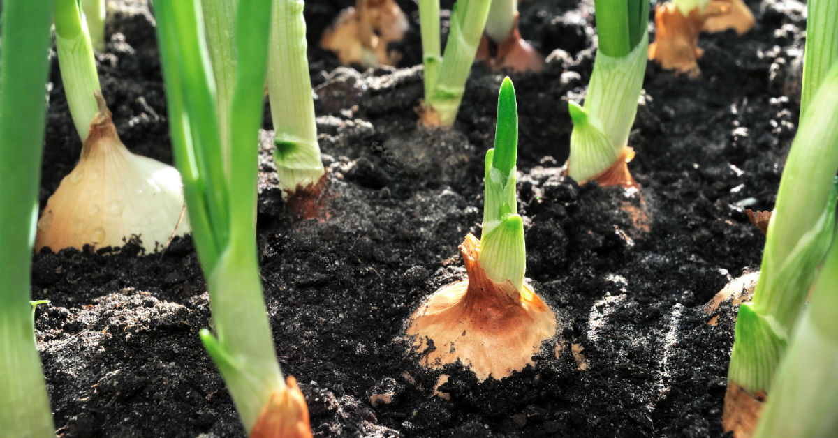 Utah Gardening Guide Fasci Garden