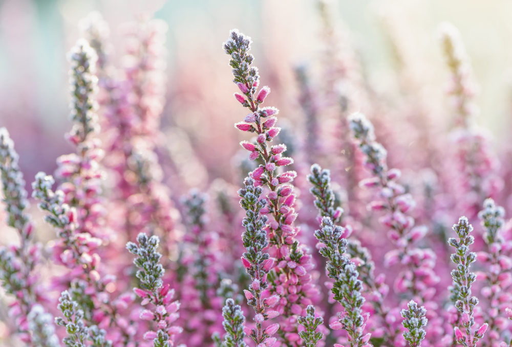 Desert Plants