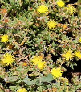 Rocky Point Ice Plant