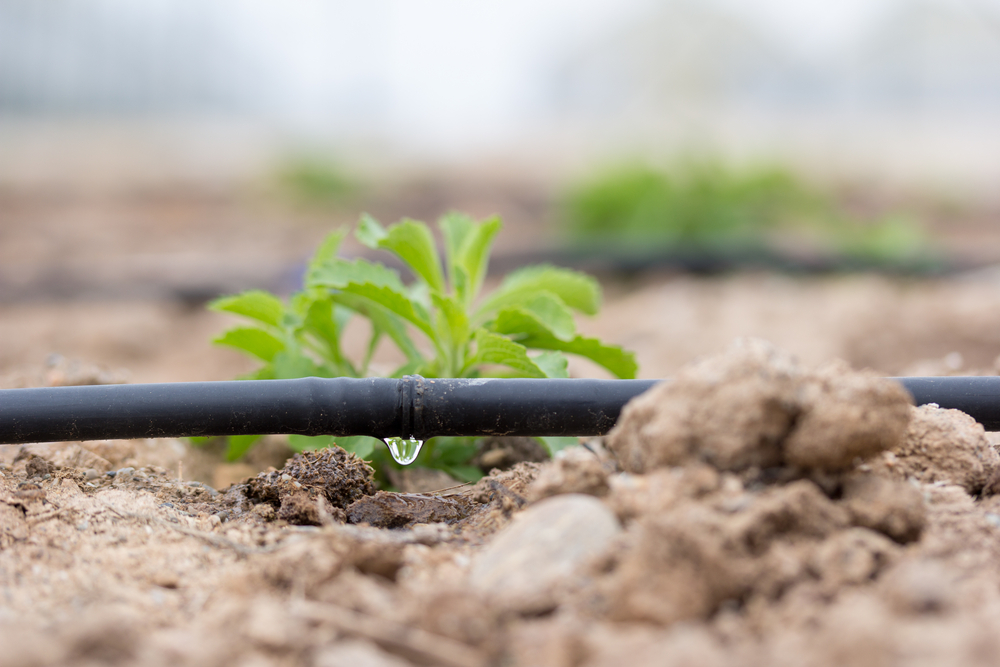 What Is The Difference Between Drip Irrigation And A Sprinkler System?