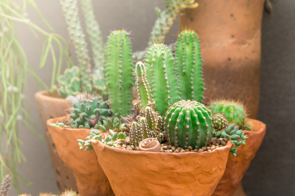 Acanthocereus Tetragonus Plant